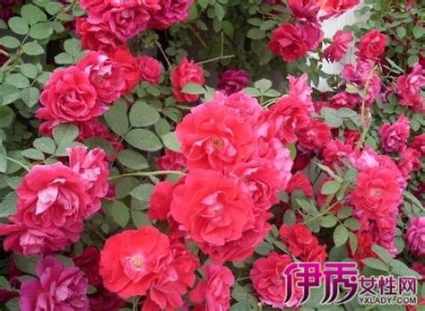 薔薇種植|薔薇花苗怎麼種植？ 5大方法教你簡單種植